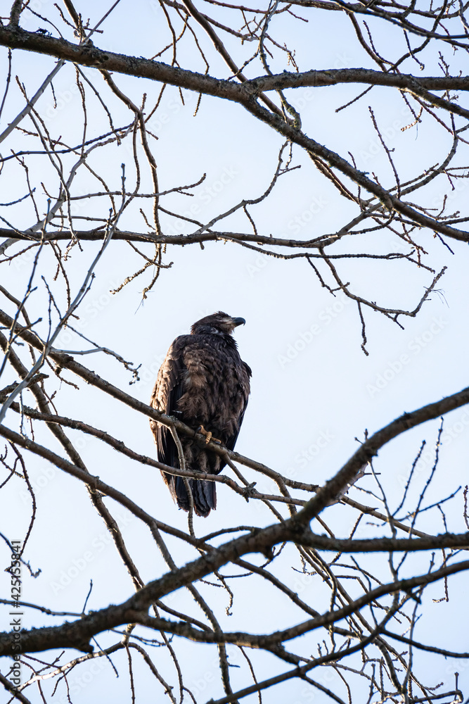 one juvenile bald eagle resting on the leafless branch under overcast sky in the park one juvenile bald eagle resting on the leafless branch under overcast sky in the park