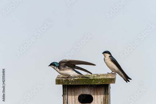 two beautiful swallows resting on top of the birdhouse with one opens up its wings and ready to fly