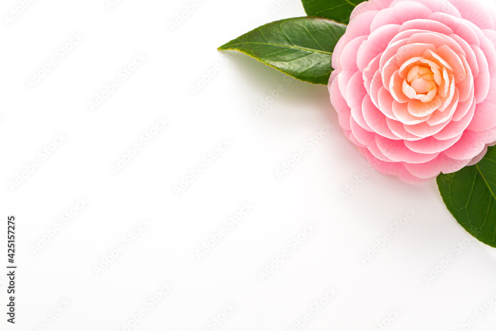 Fototapeta premium 椿、ピンクの花、白背景、コピースペース、和風