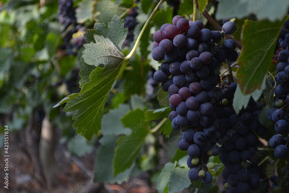 Vineyard of grapes