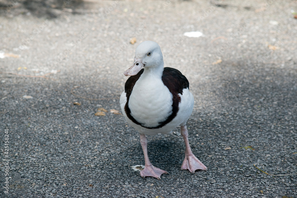 Fototapeta premium the radjah shelduck is walking on the path
