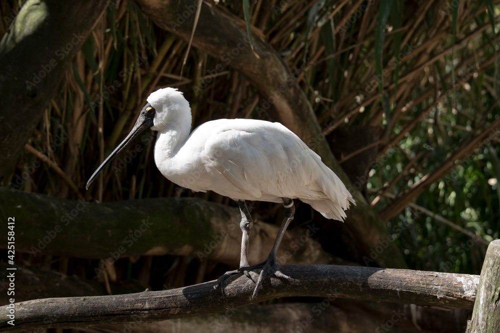 Fototapeta premium this is a side view of a royal spoonbill