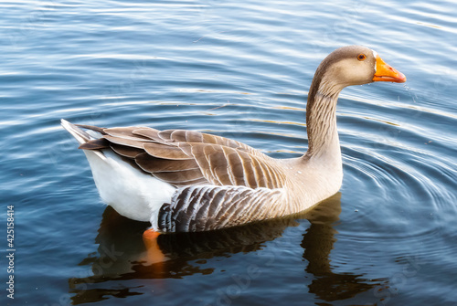 goose on the water. goose on the sea