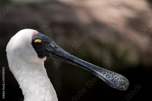 this is a close up of a royal spoonbill