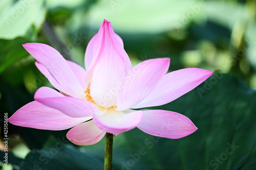 beautiful lotus flower blossom in pond