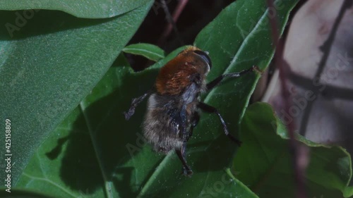 An older Common Carder bee Bombus pascuorum with ragged wings grooming itself rubbing viscous fluid with its rear legs over light-coloured hairs of its lower abdomen whilst on a leaf photo