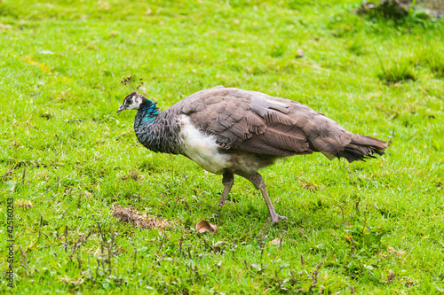 Peacock in Colombian Farm