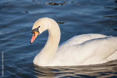 Closeup on a swan, a headshot portrait of a black and white individual with its typical curved neck and orange beak. Swans, or cygnus, are a typical white bird from European rivers.
