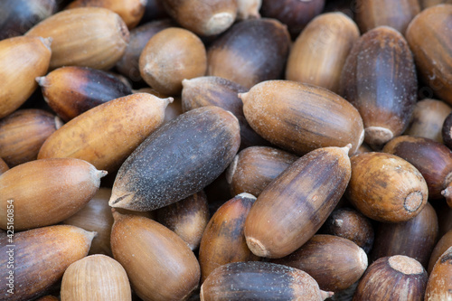 Acorns from California scrub oak