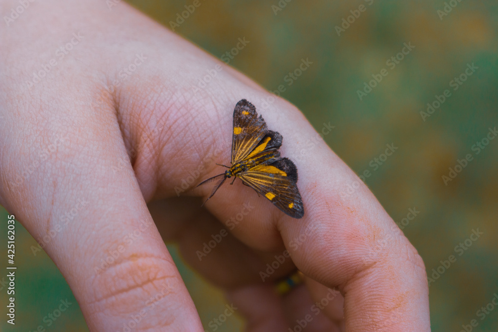 Yellow and black butterfly in female hand