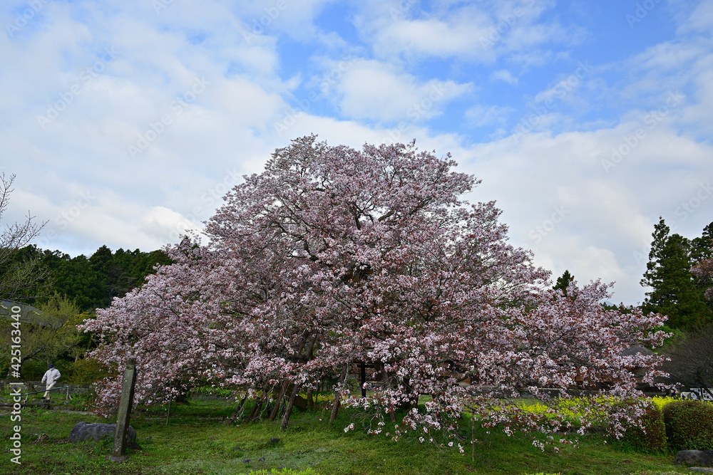I went to the park full of cherry blossom trees today. And it was so beautiful I went to the park full of cherry blossom trees today. And it was so beautiful