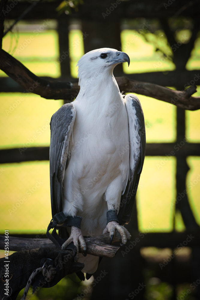 Falcon st Lone Pine koala park. High quality photo Falcon st Lone Pine koala park. High quality photo