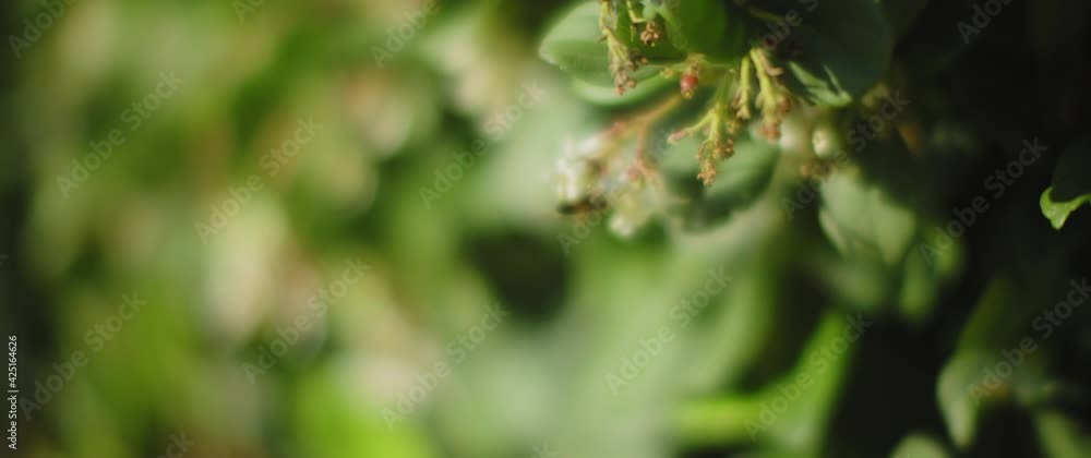 Close up of one honey bee collecting nectar from white flowers. Slow motion, shallow depth of field. Close up of one honey bee collecting nectar from white flowers. Slow motion, shallow depth of field.