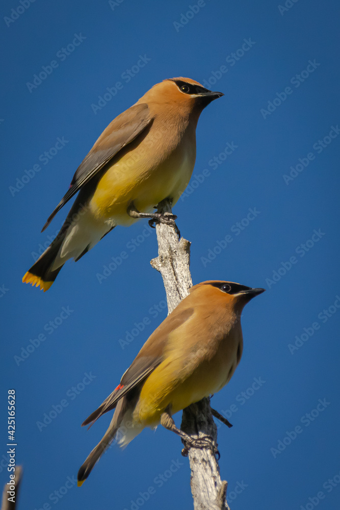 Naklejka premium two birds