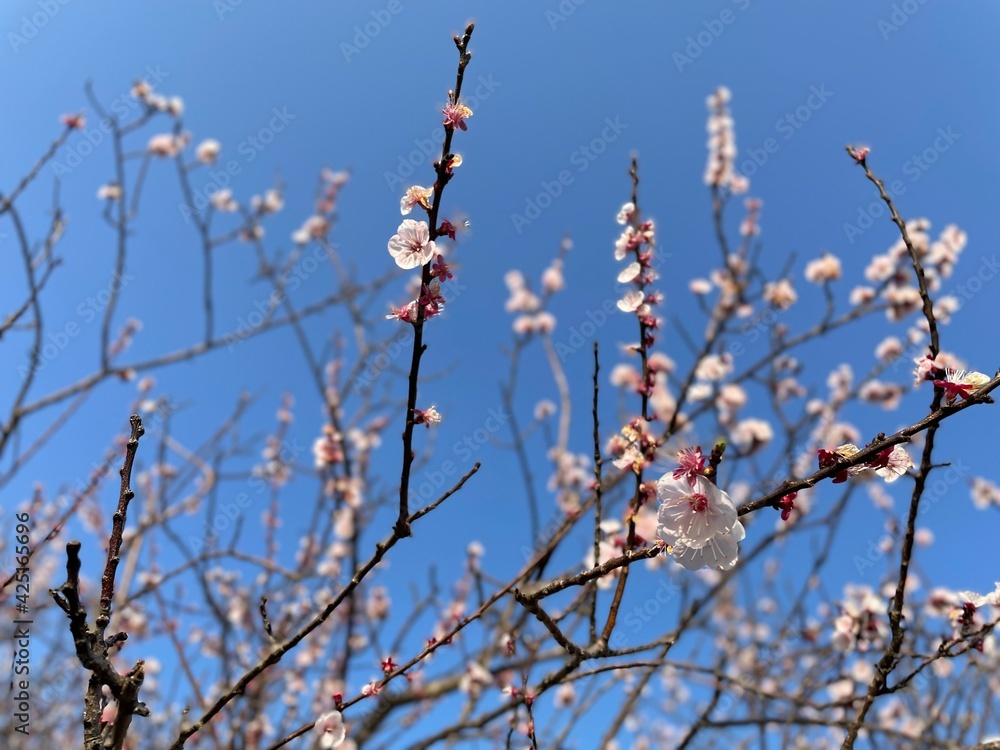 満開のあんずの花