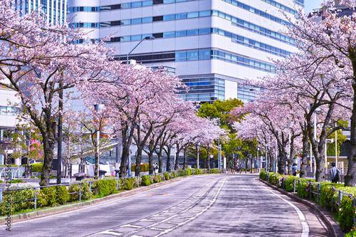 横浜市みなとみらい地区のさくら通り、道路の両側に満開の桜が生い茂る景観