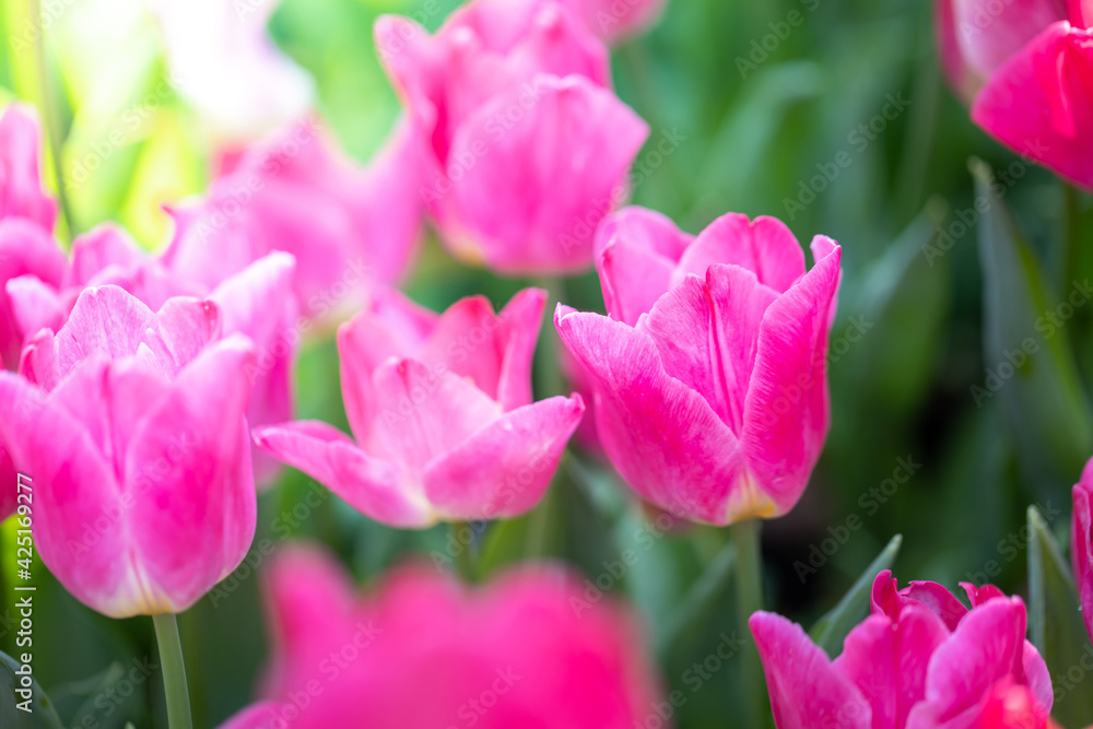 Beautiful bouquet of tulips. colorful tulips. nature background Beautiful bouquet of tulips. colorful tulips. nature background