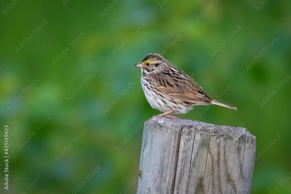 Fototapeta premium a bird