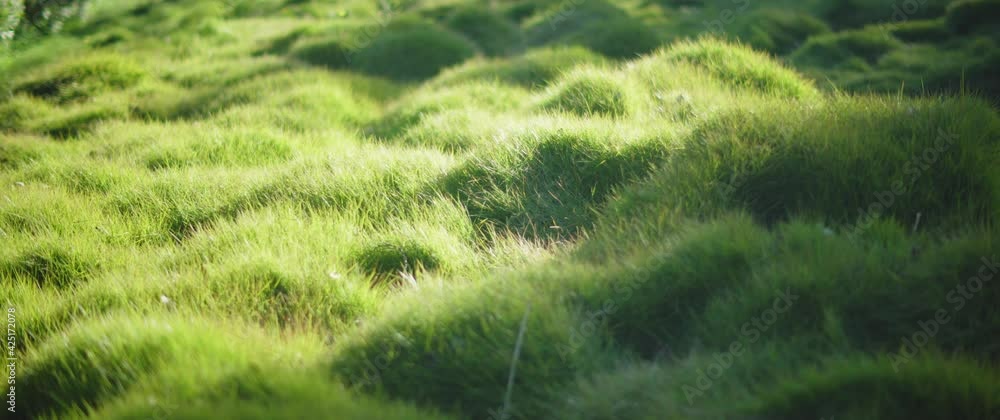 Sun shining on the fluffy green grass in the garden. Nature background. Slow motion, shallow depth of field. Sun shining on the fluffy green grass in the garden. Nature background. Slow motion, shallow depth of field.