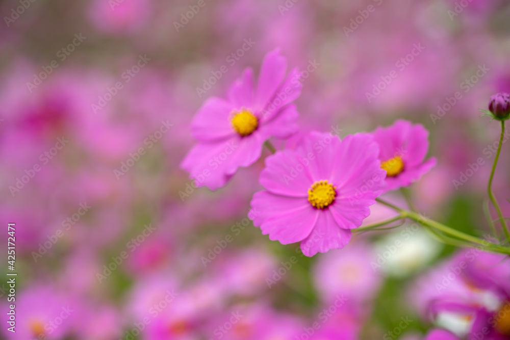 コスモスの花　秋のイメージ