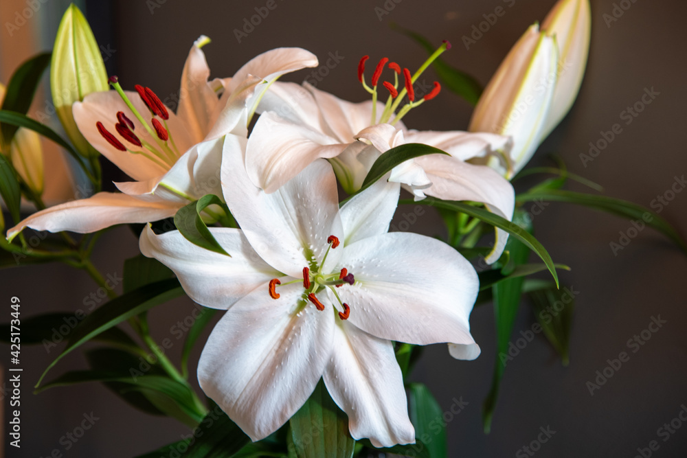 A stunning bright white bunch of real lily flowers in natural light daytime setting for house decor, beautiful colors, background image for home colours. A stunning bright white bunch of real lily flowers in natural light daytime setting for house decor, beautiful colors, background image for home colours.