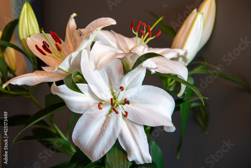 A stunning bright white bunch of real lily flowers in natural light daytime setting for house decor, beautiful colors, background image for home colours. 