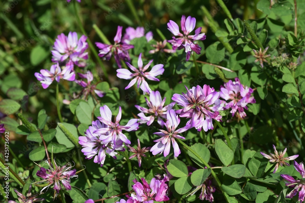 Fototapeta premium Chinese milk vetch in full bloom.
