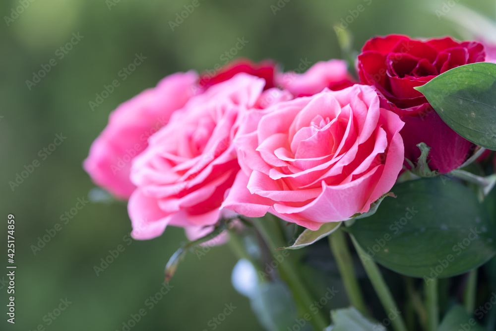Obraz premium バラの花