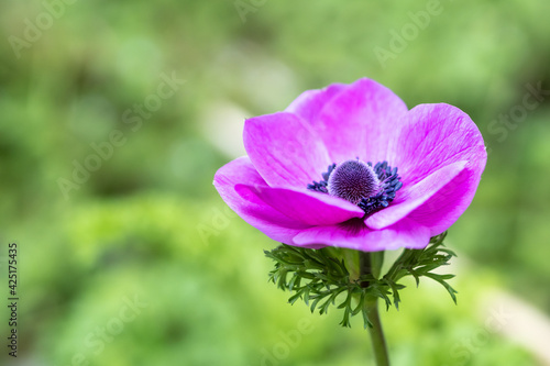 アネモネの花　春のイメージ