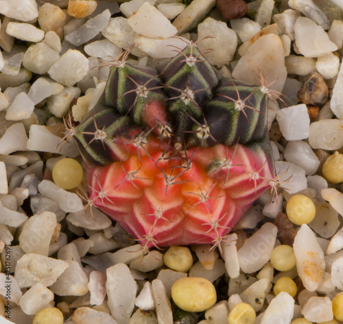 Close up Hybrid cactus