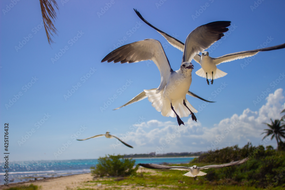 Fototapeta premium Birds in the sky