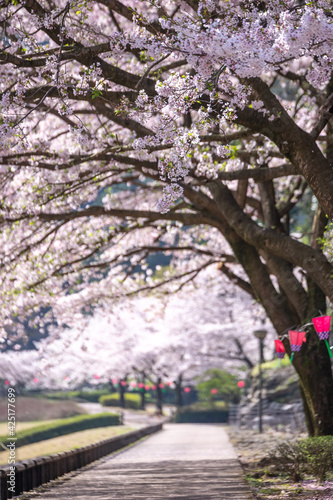 桜の花　春のイメージ