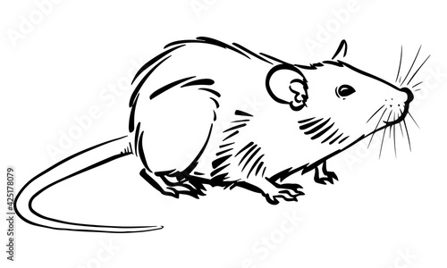 Rat sketch image on white background