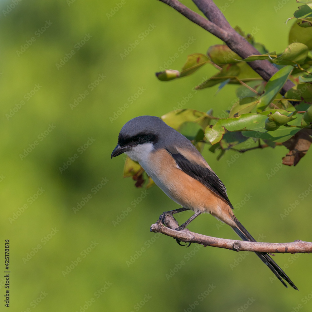 Obraz premium Long-tailed shrike perching on the tree branch with green background.