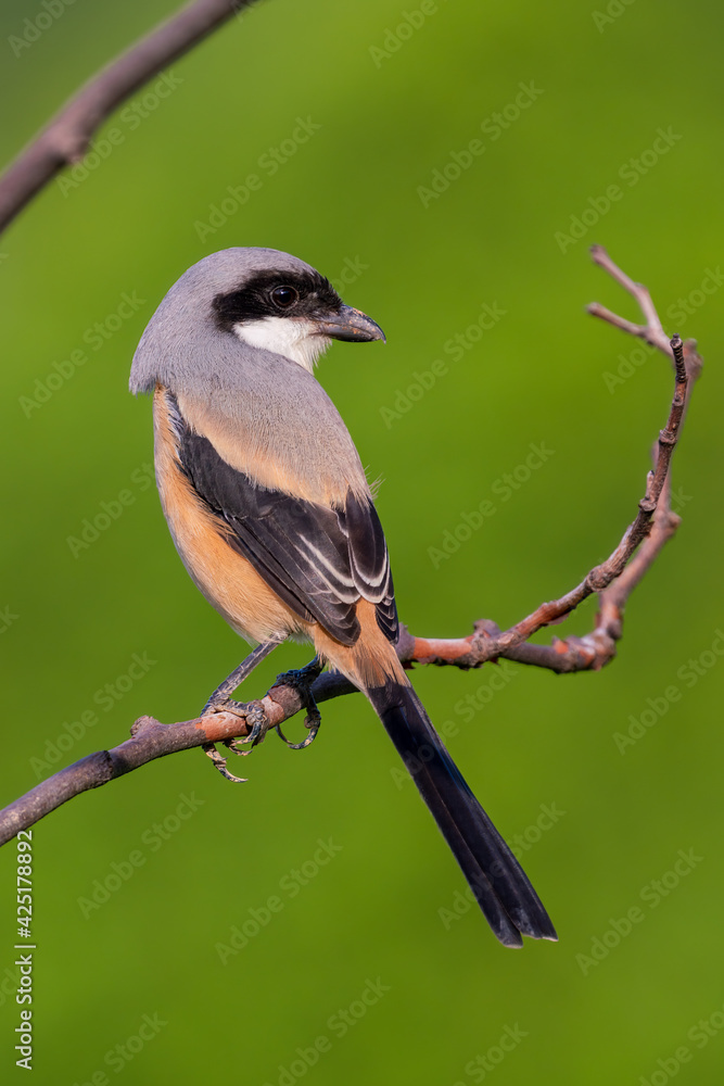 Long-tailed shrike perching on the tree branch with green background. Long-tailed shrike perching on the tree branch with green background.