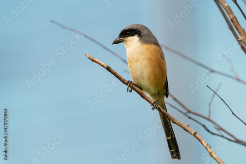 Long-tailed shrike perching on the tree branch with blue sky background.