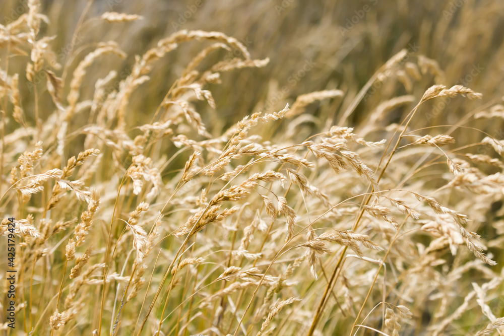 Fototapeta premium Dry grass golden color long stalk, background nature grass in riverside 