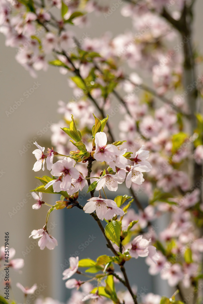 Fototapeta premium Cherry tree blossoms in spring