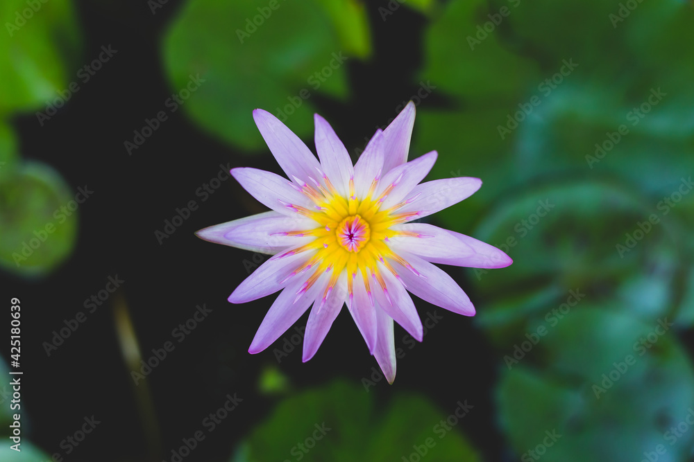 Violet lotus blooming in the pond . Lotus flower background Violet lotus blooming in the pond . Lotus flower background