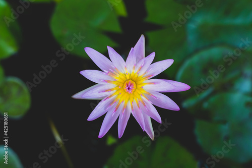 Violet lotus blooming in the pond.Lotus flower background