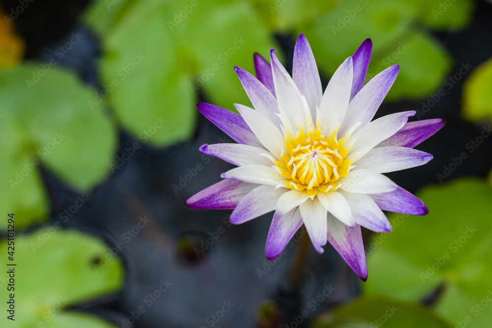 Lotus Flower and leaf in pond water surface Top view outdoor Lotus Flower and leaf in pond water surface Top view outdoor