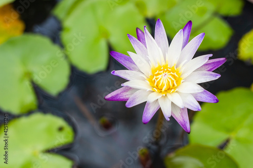 Violet lotus blooming in the pond.Lotus flower background