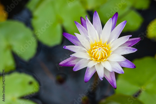 Lotus Flower and leaf in pond water surface Top view outdoor