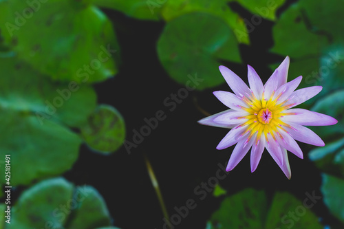 Violet lotus blooming in the pond.Lotus flower background
