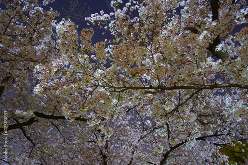 夜桜 公園