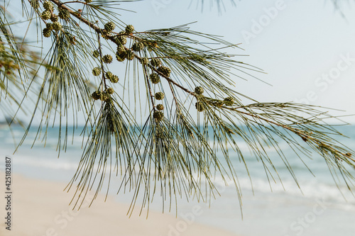 Casuarina equisetifolia tree in tropical beach , Thailand
