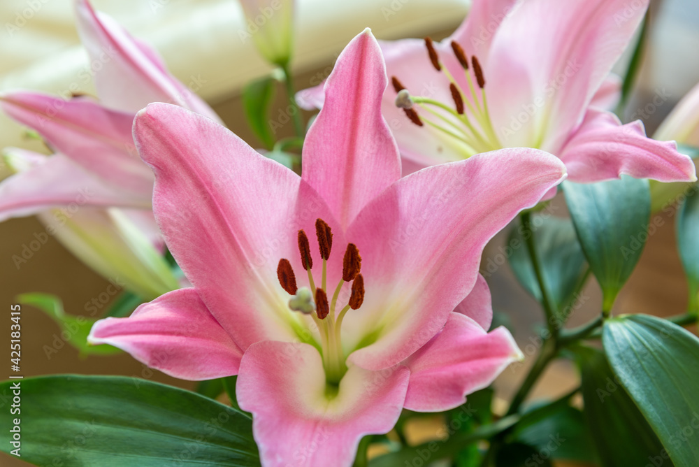 Close up of a stunning, bright pink lily flower with white gradient colors spanning out, fully open and healthy looking background, design, flora, floral. 
