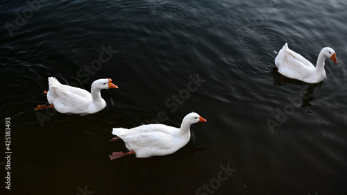Three geese swimming in the lake