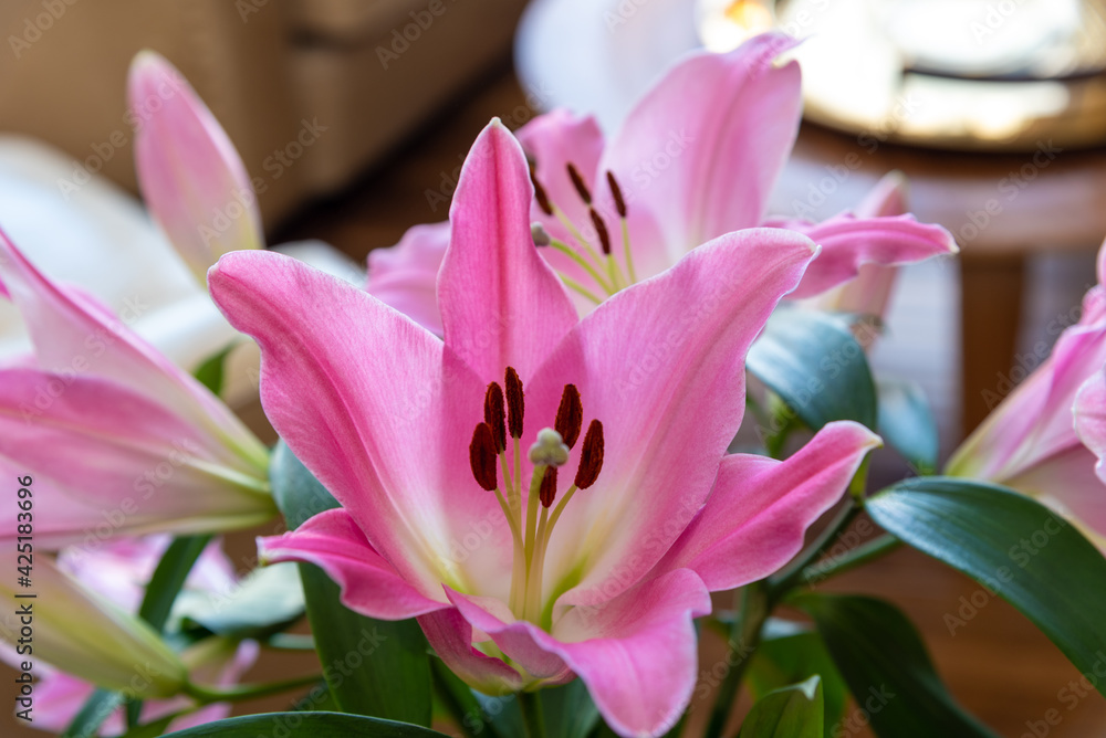 Close up of a stunning, bright pink lily flower with white gradient colors spanning out, fully open and healthy looking background, design, flora, floral. 