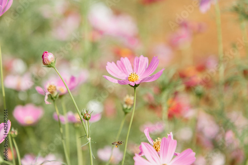 Pink and white Cosmos flowers or Mexican Aster flowers blooming in garden , Flowers background